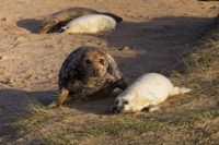 That Seals it. Winter is here by the North Sea.